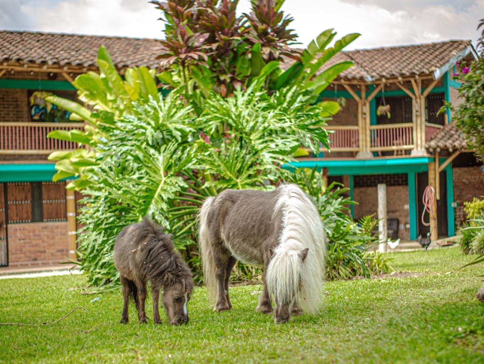 Finca Hotel El Diamante Calarcá 외부 사진